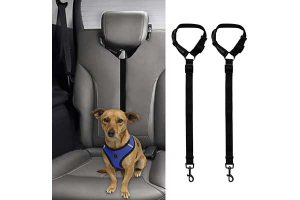 Dog Seat Belts